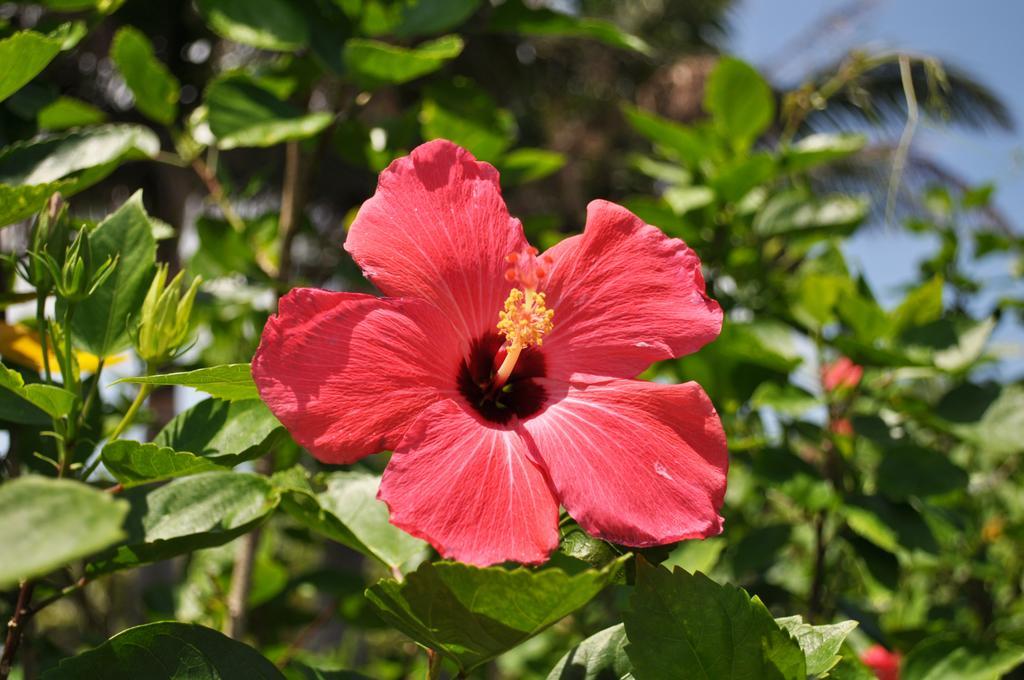 Hotel Tulip Ishigakijima Ishigaki  Kültér fotó