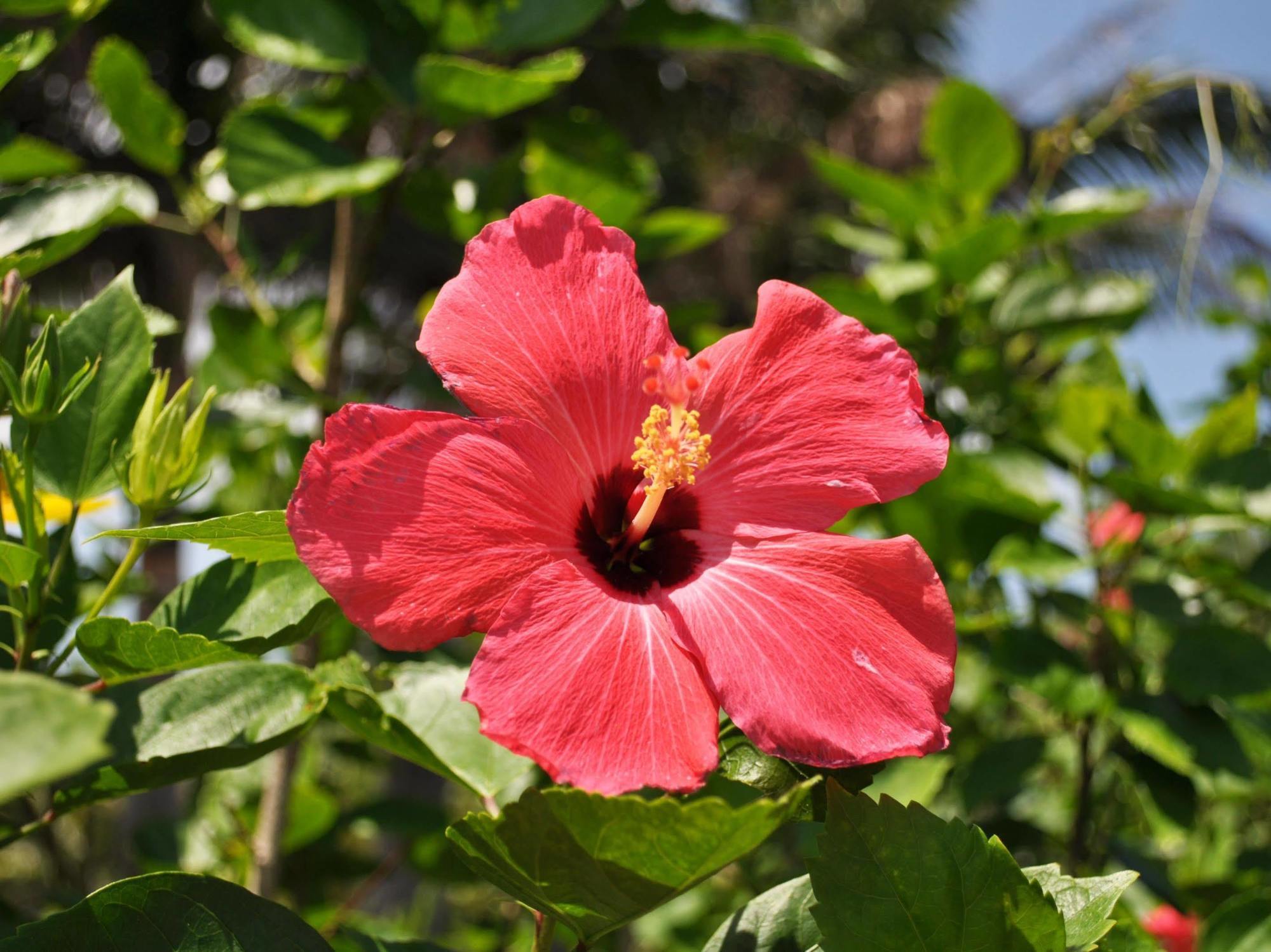 Hotel Tulip Ishigakijima Ishigaki  Kültér fotó